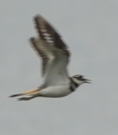 Killdeer - John McCallister