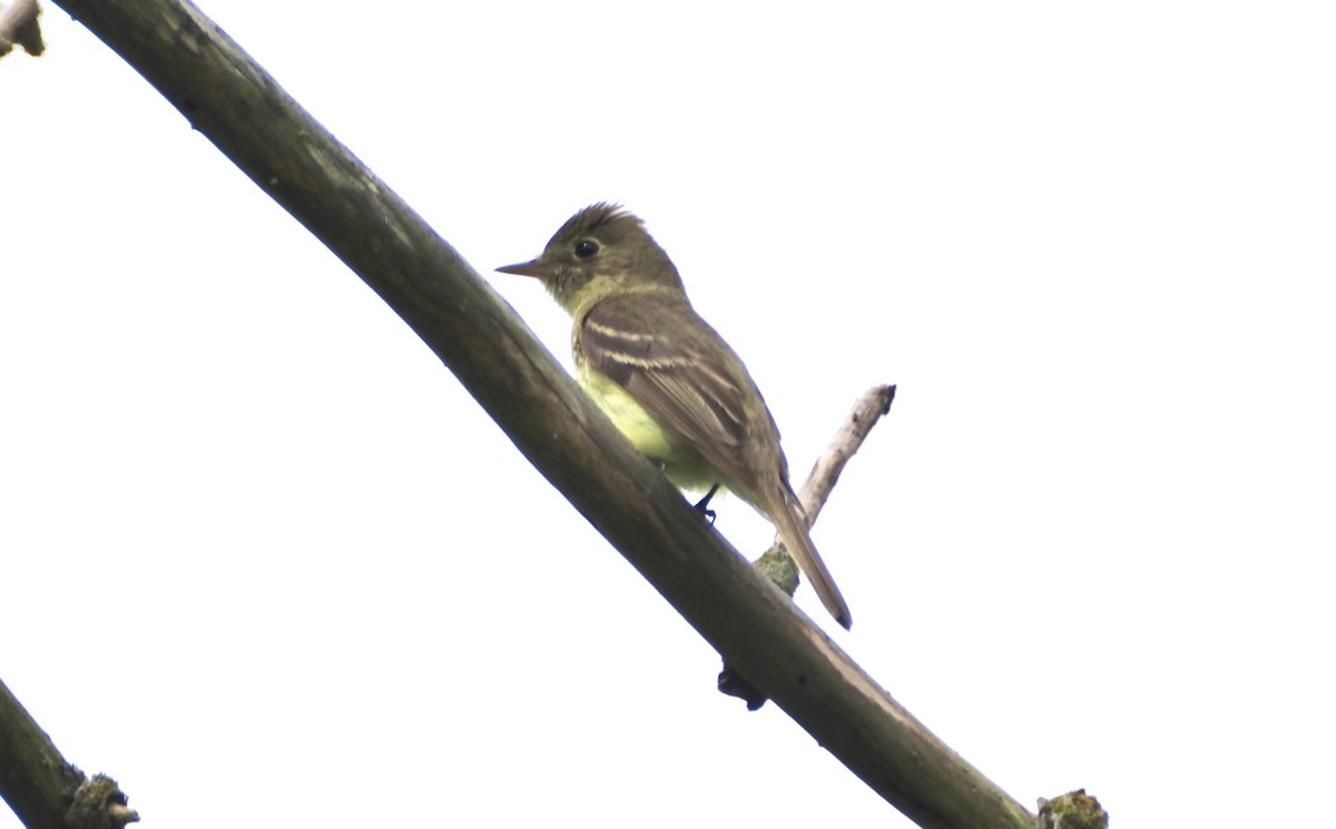 Western Flycatcher - Isa Dav