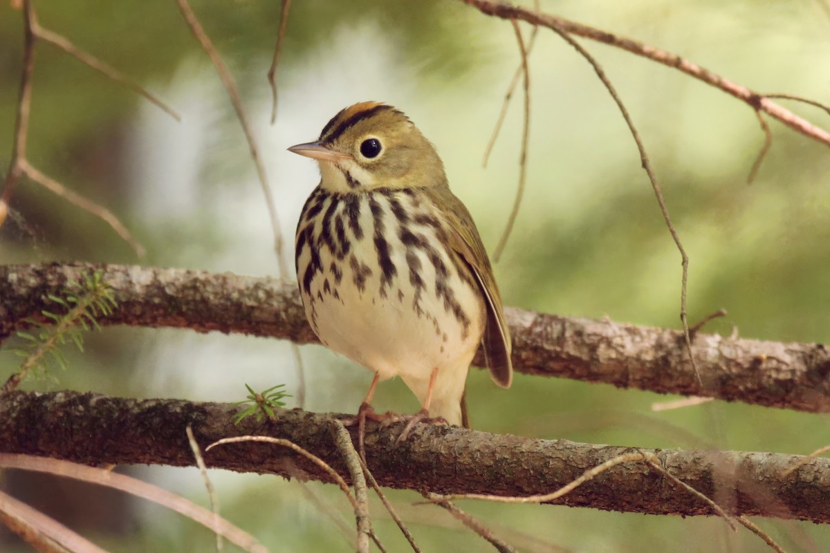 Ovenbird - Ronnie Van Dommelen