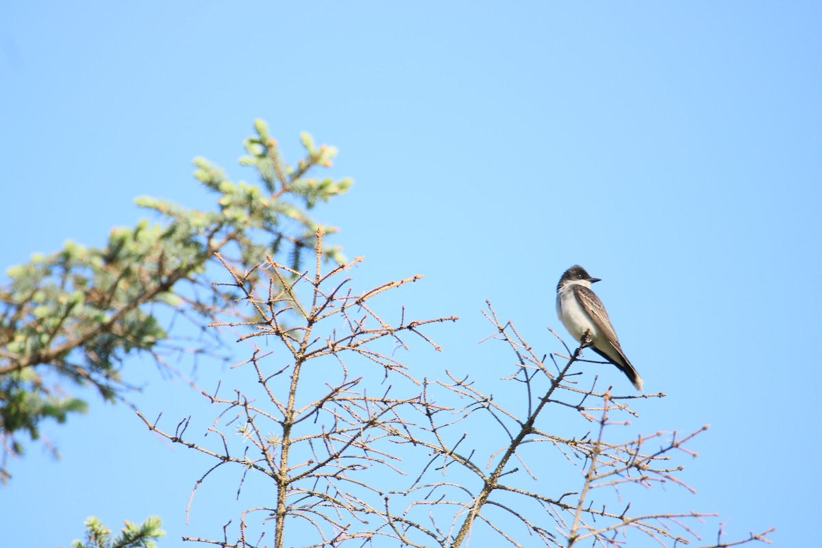 Eastern Kingbird - ML619594103