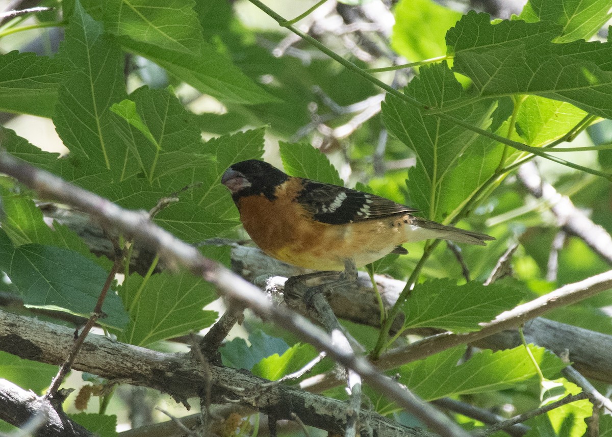 Black-headed Grosbeak - Bente Torvund