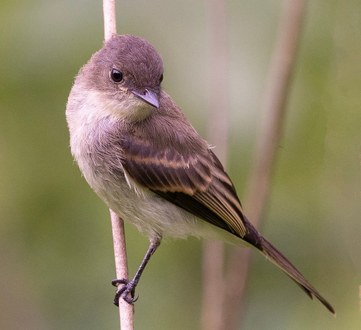 Eastern Phoebe - ML619594109