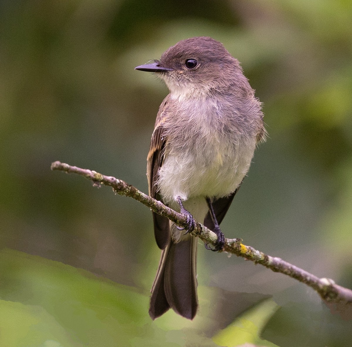 Eastern Phoebe - ML619594110