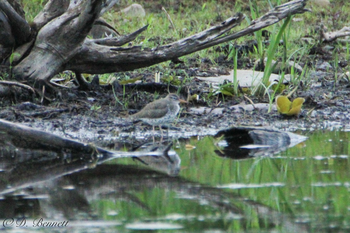 Spotted Sandpiper - Dave Bennett