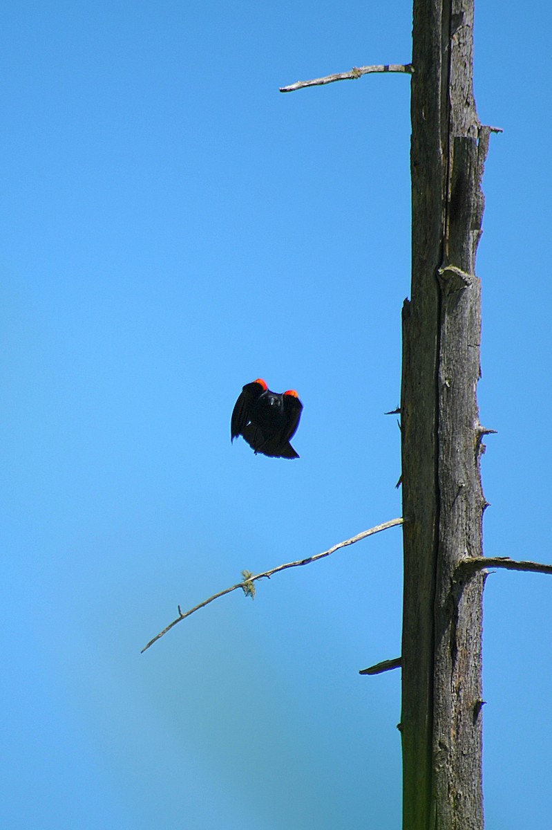 Red-winged Blackbird - Ari Cassella