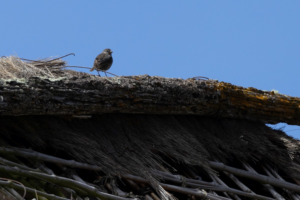 Plumbeous Sierra Finch - Susan Brickner-Wren