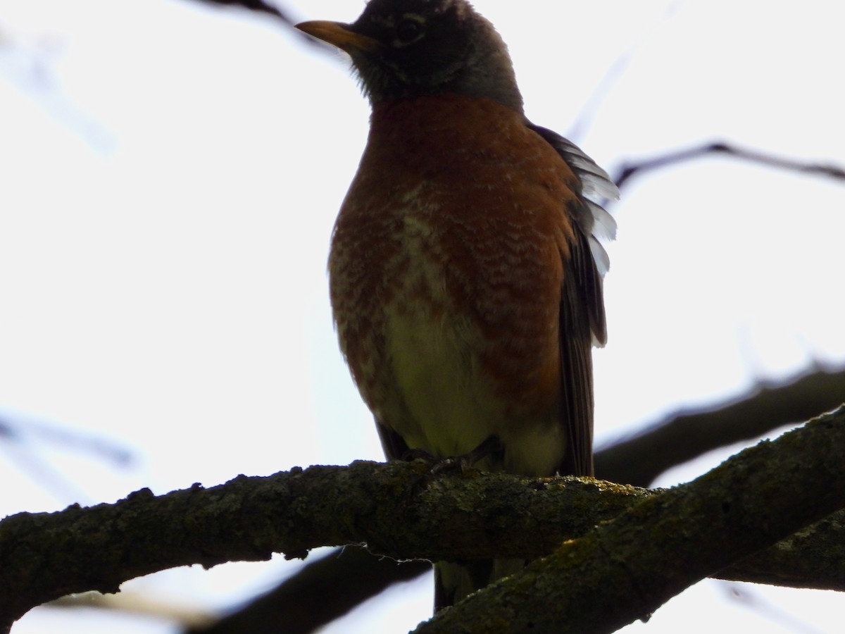 American Robin - Monica Rose