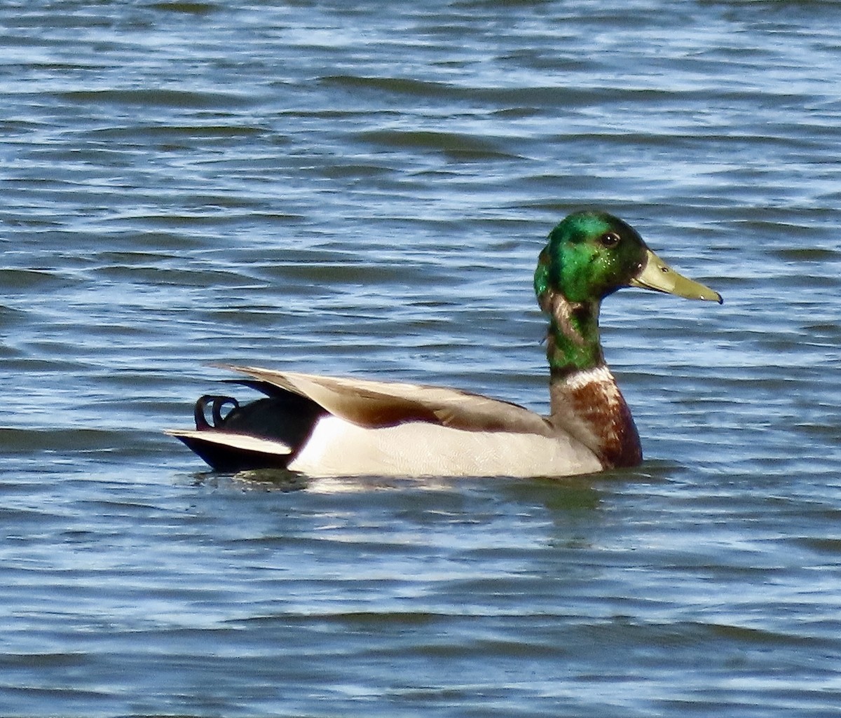 Canard colvert - ML619594123