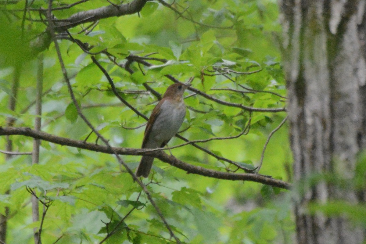 Veery - Donna Foyle