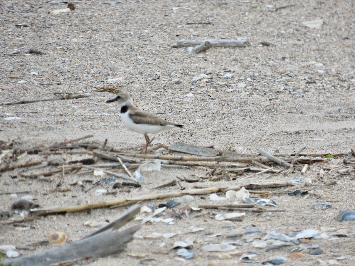 Wilson's Plover - Craig Watson