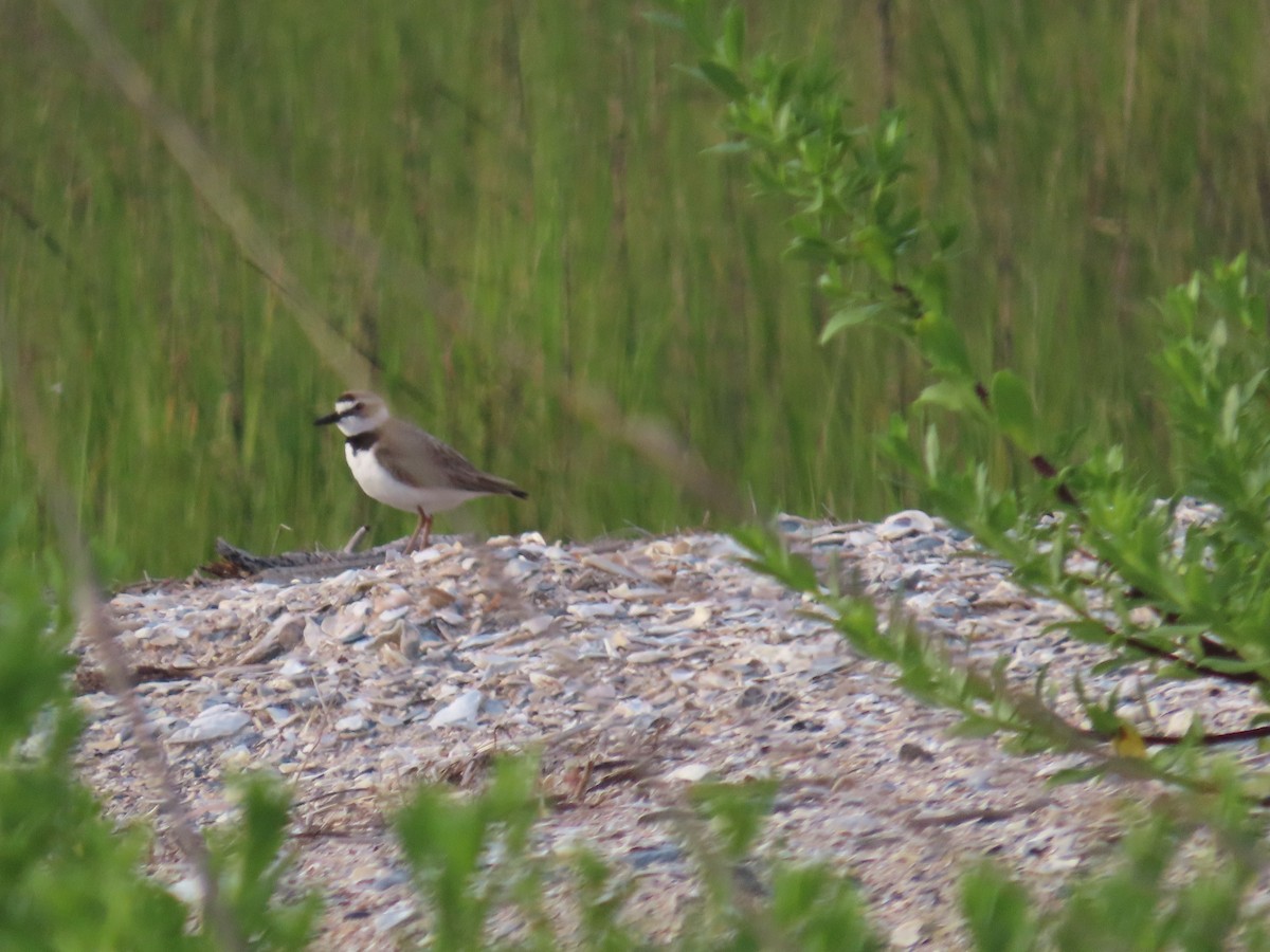 Wilson's Plover - Craig Watson