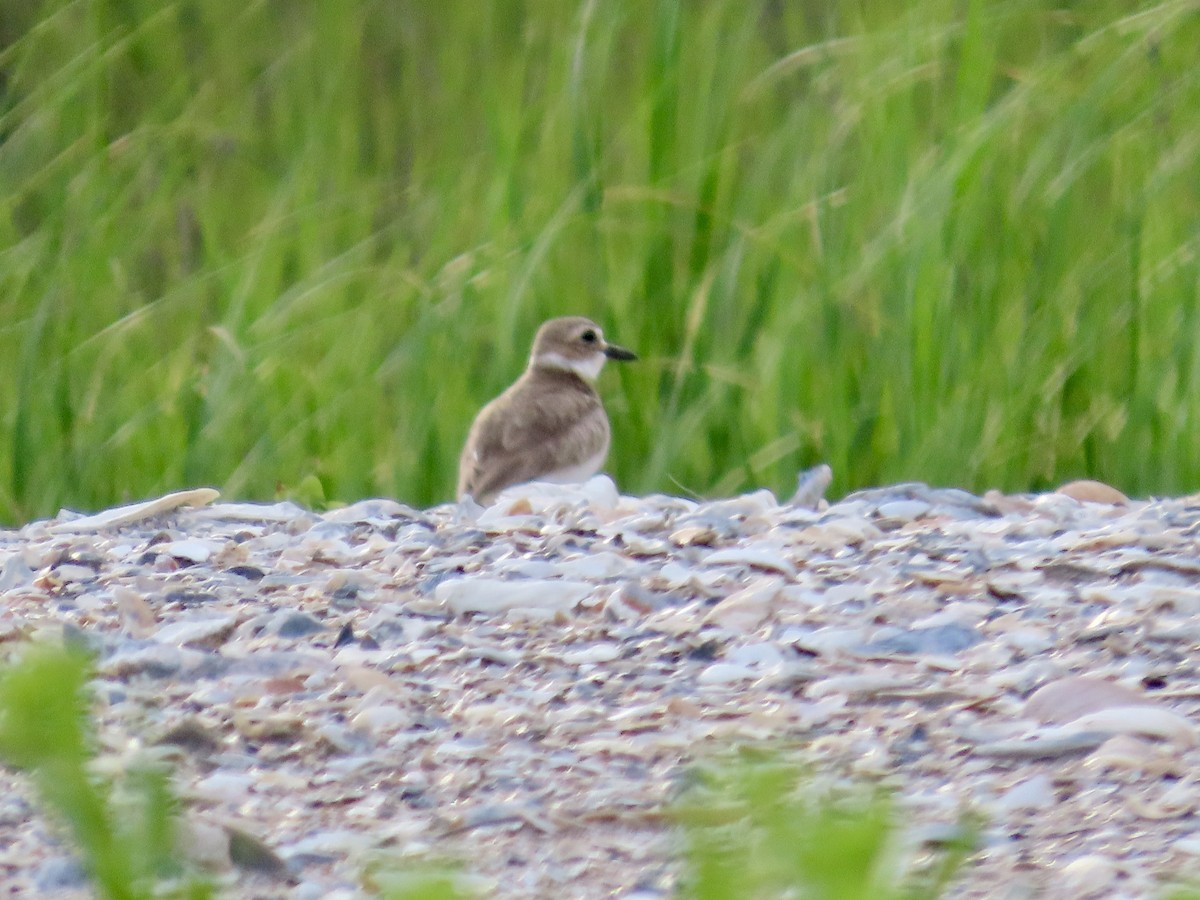 Wilson's Plover - Craig Watson