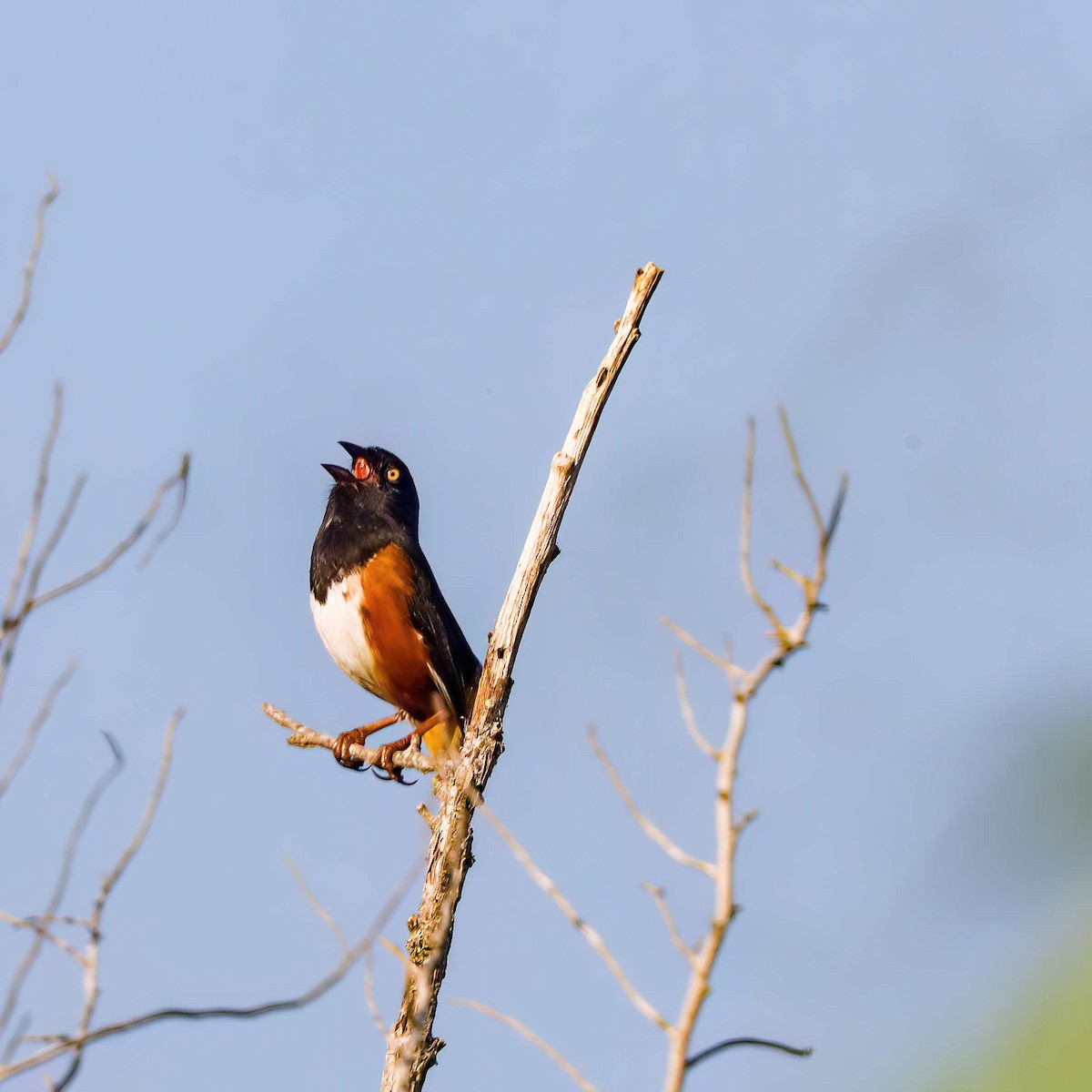 Eastern Towhee - Sylvie Nadeau Gneckow