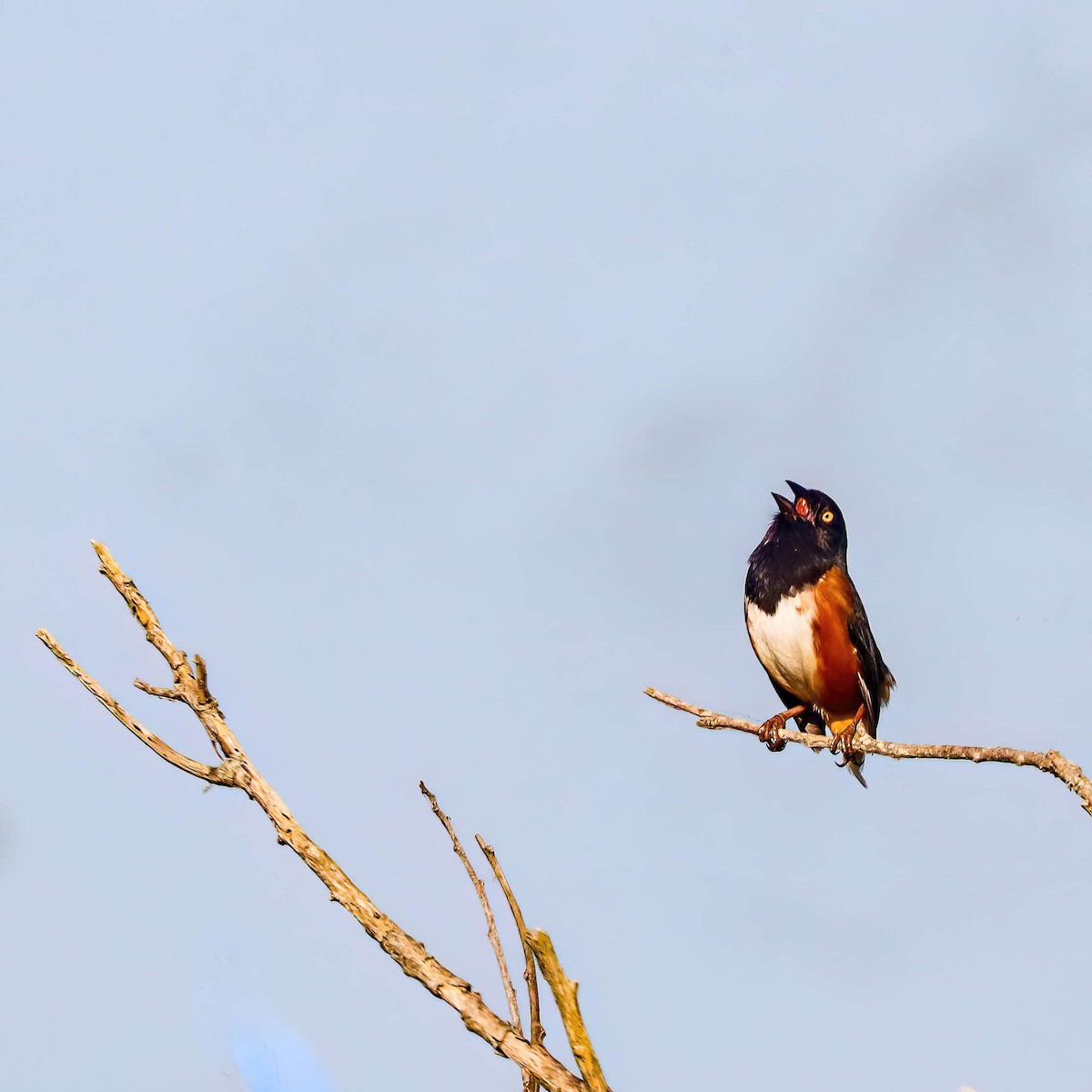 Eastern Towhee - Sylvie Nadeau Gneckow