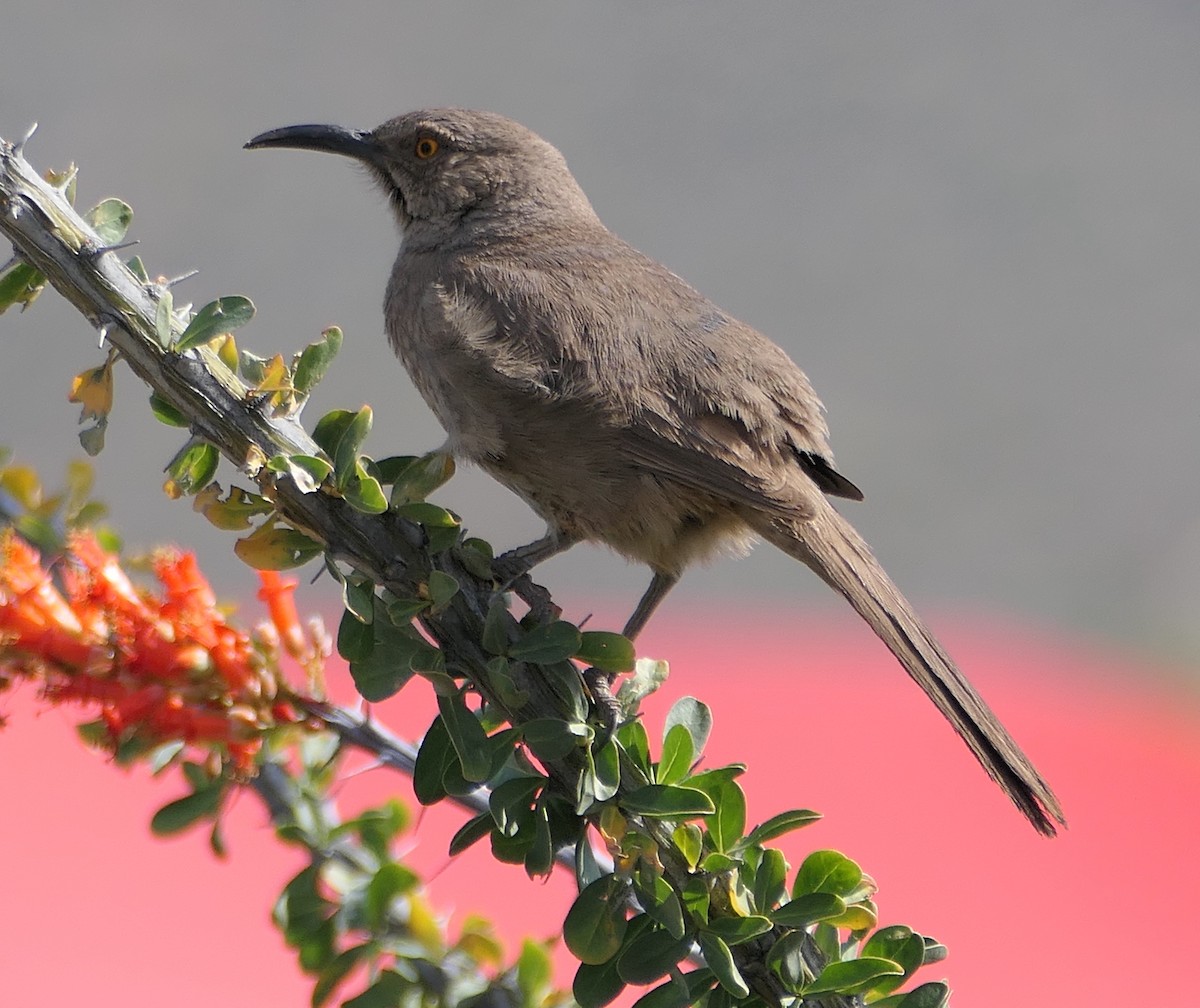 Curve-billed Thrasher - ML619594135