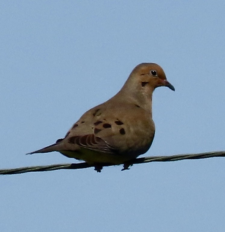 Mourning Dove - Vickie Park