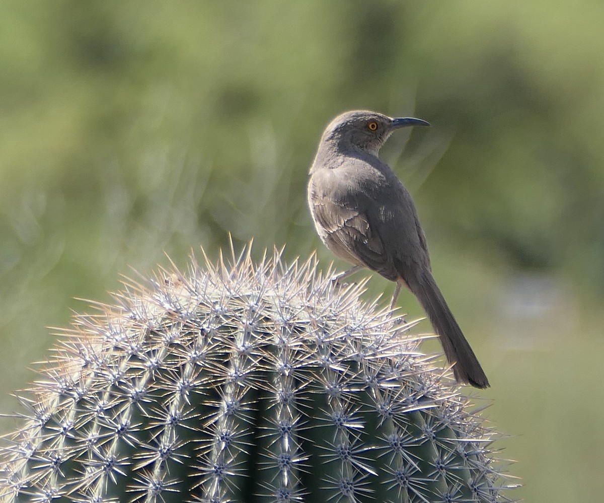 Curve-billed Thrasher - ML619594137