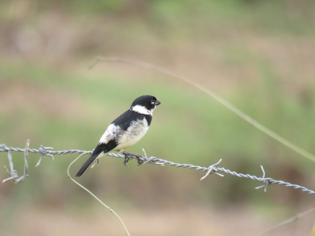 Morelet's Seedeater - Sam Holcomb