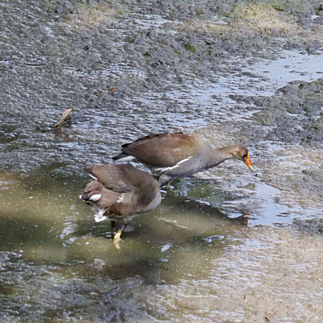 Common Gallinule - Michel M.Izquierdo