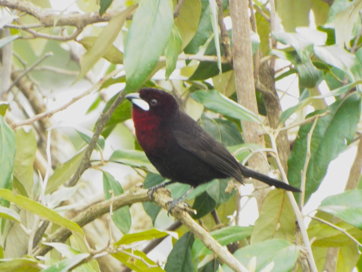 Silver-beaked Tanager - Henrique Heidi Horiyshi