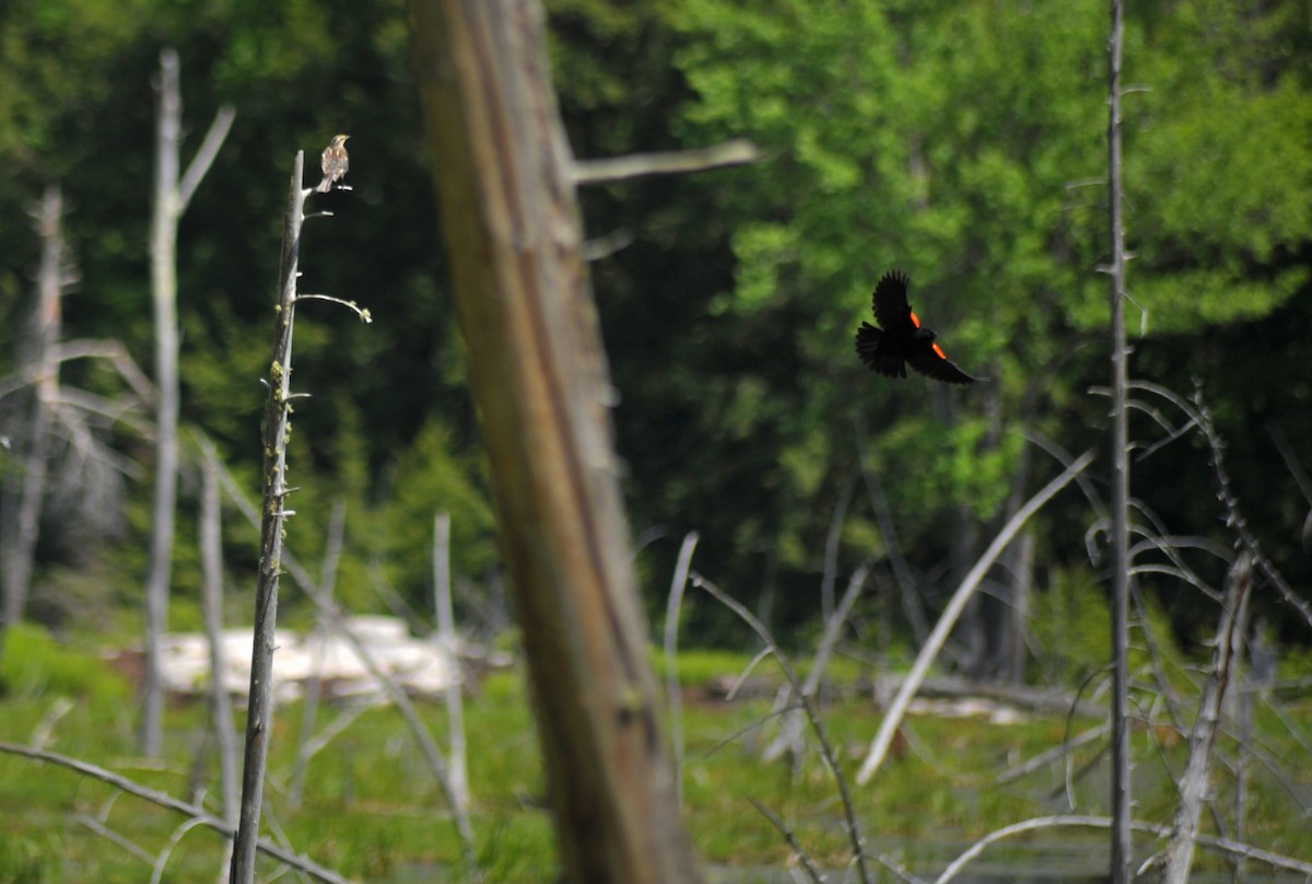 Red-winged Blackbird - ML619594147