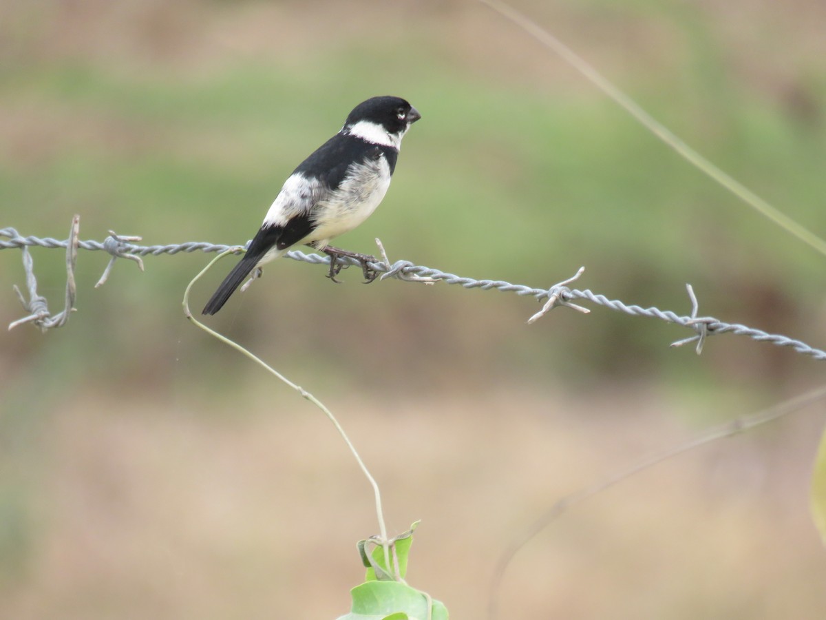 Morelet's Seedeater - Sam Holcomb