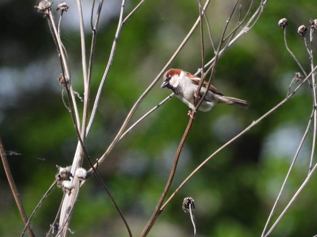 House Sparrow - Monica Rose