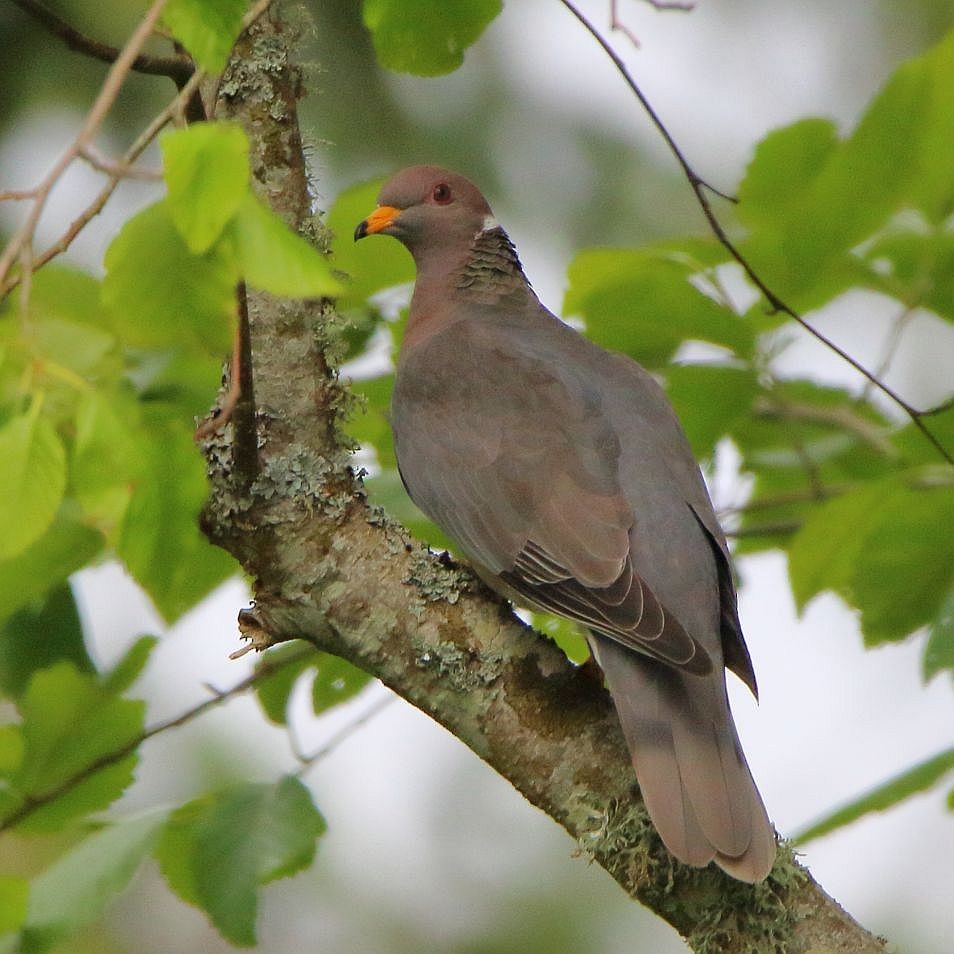 Band-tailed Pigeon - Breck Breckenridge