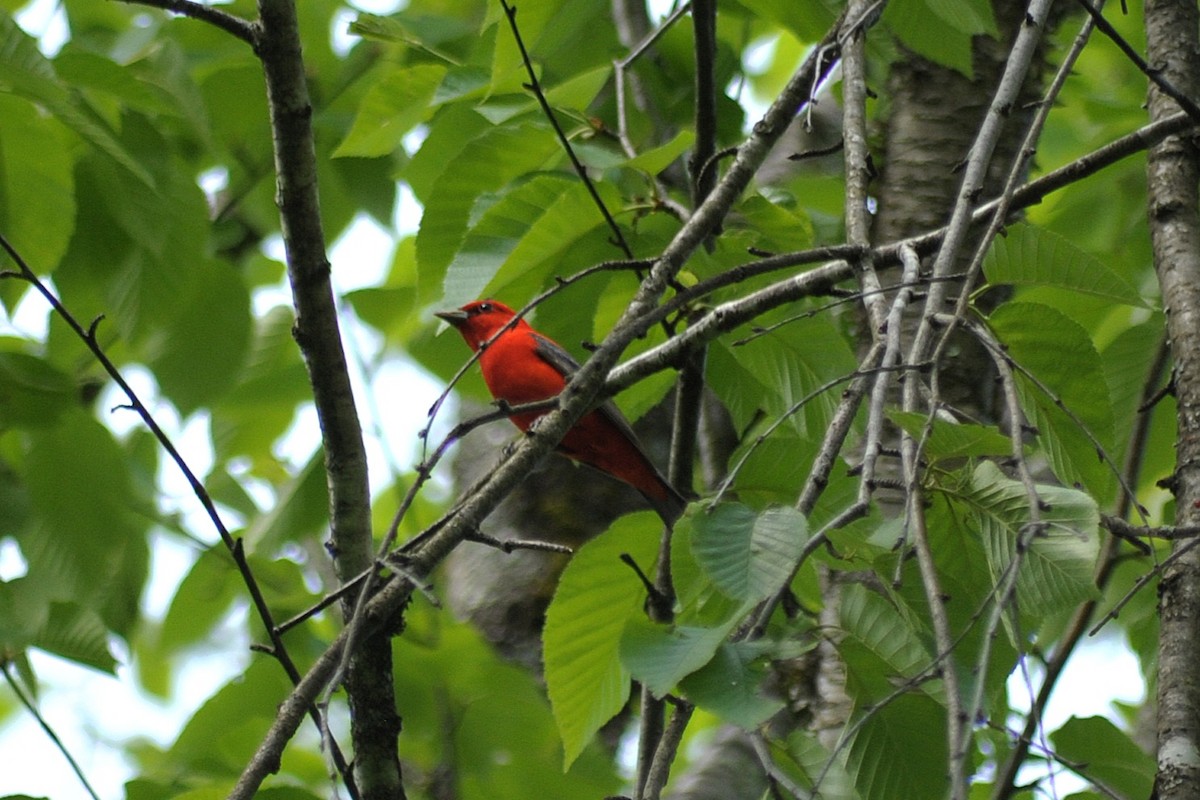 Scarlet Tanager - Ari Cassella