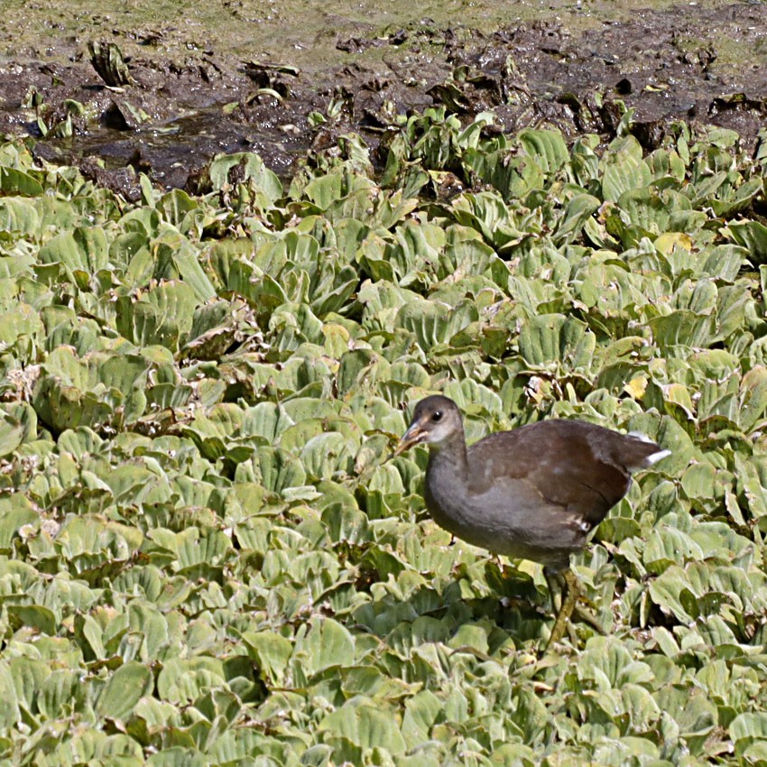 Common Gallinule - Michel M.Izquierdo