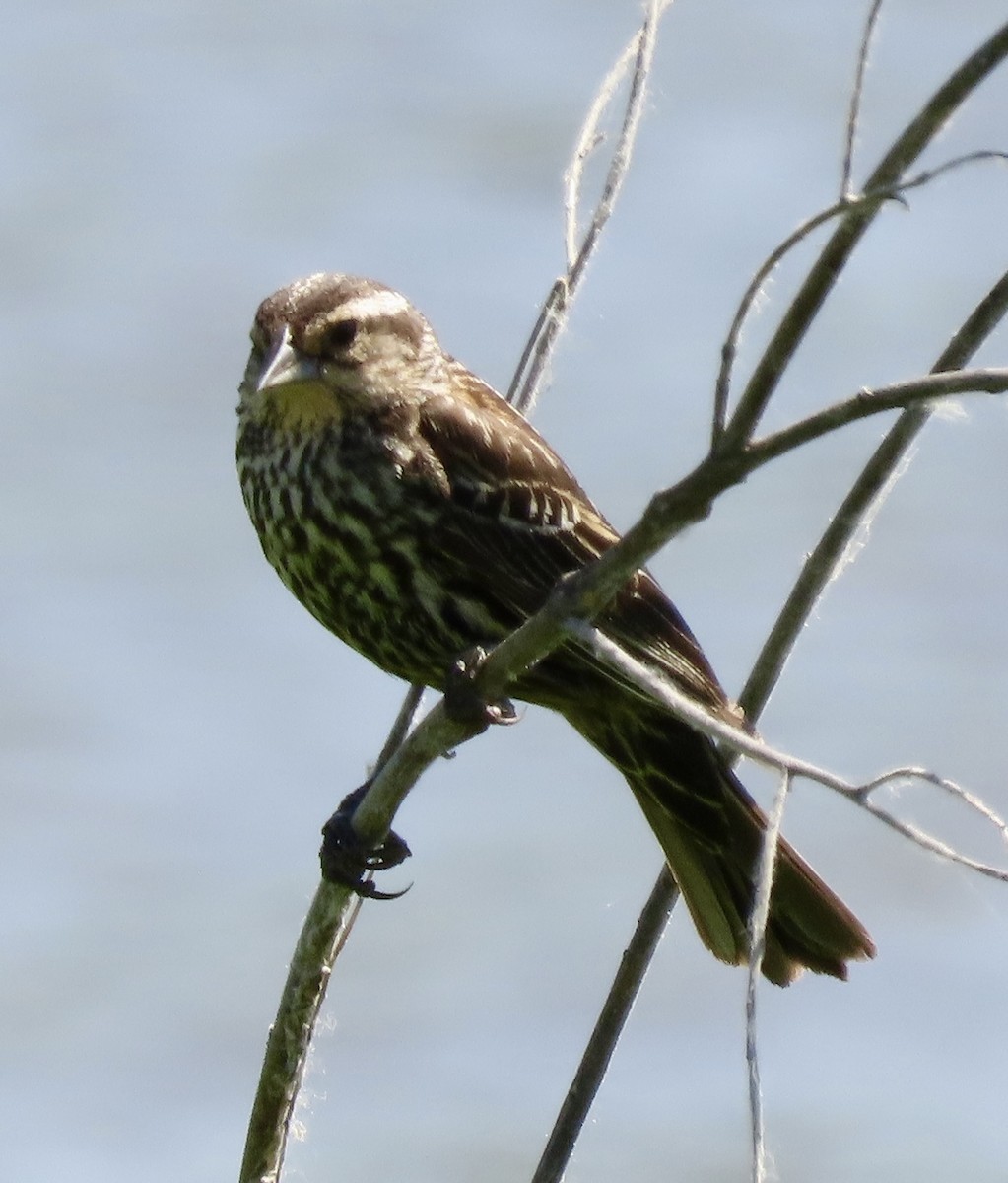 Red-winged Blackbird - Vickie Park