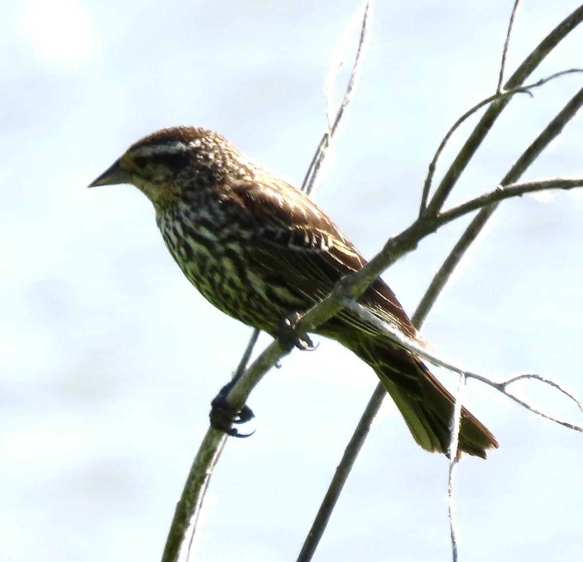 Red-winged Blackbird - Vickie Park