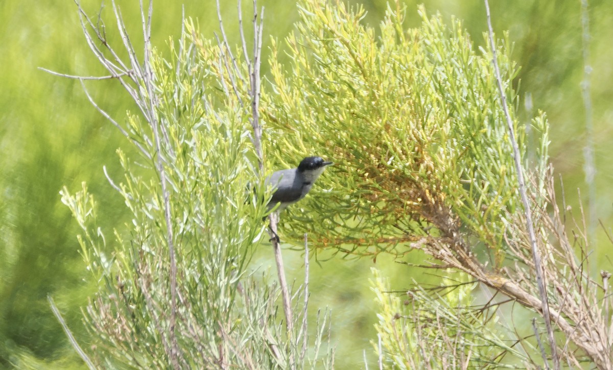 California Gnatcatcher - Isa Dav