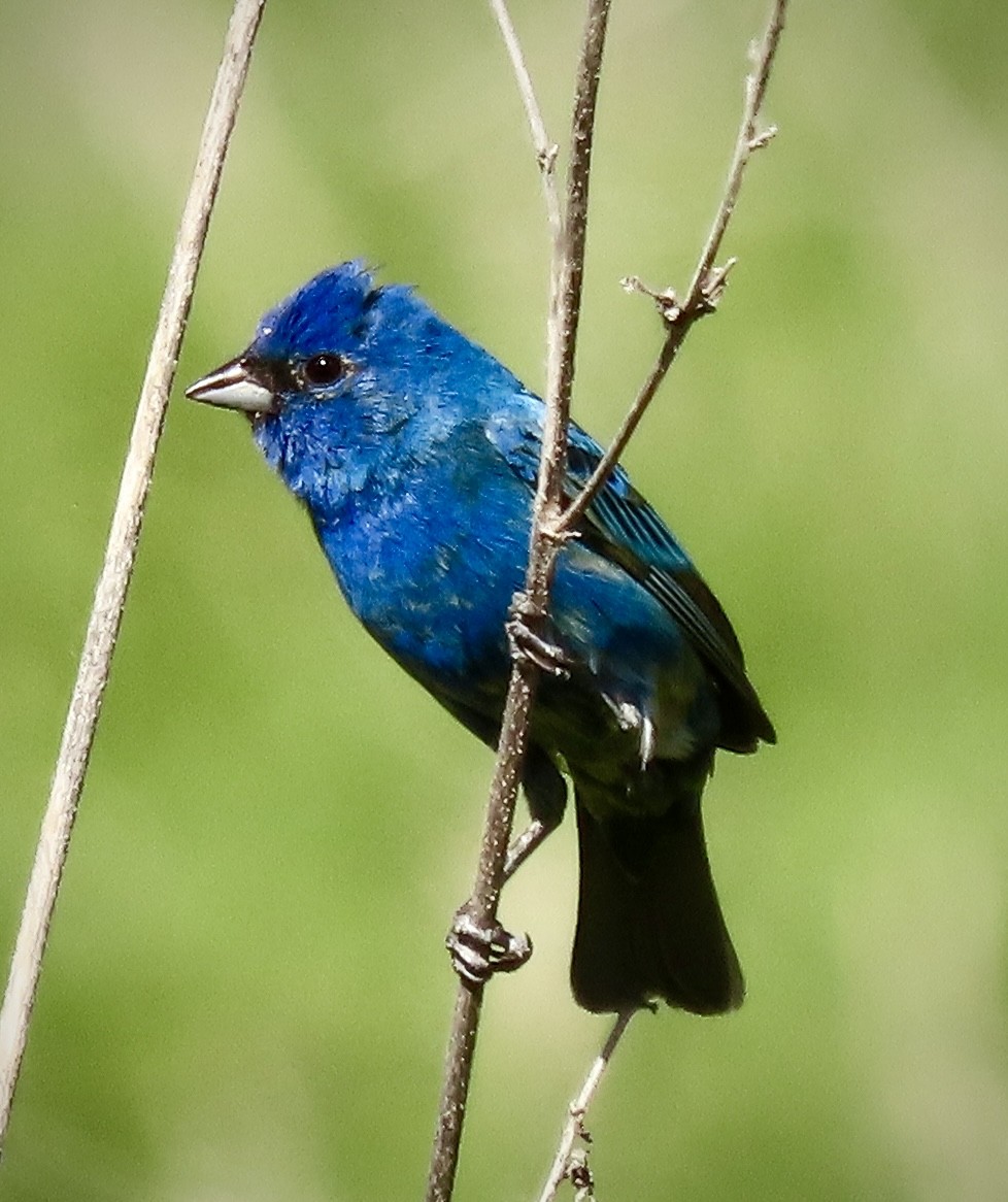 Indigo Bunting - Vickie Park