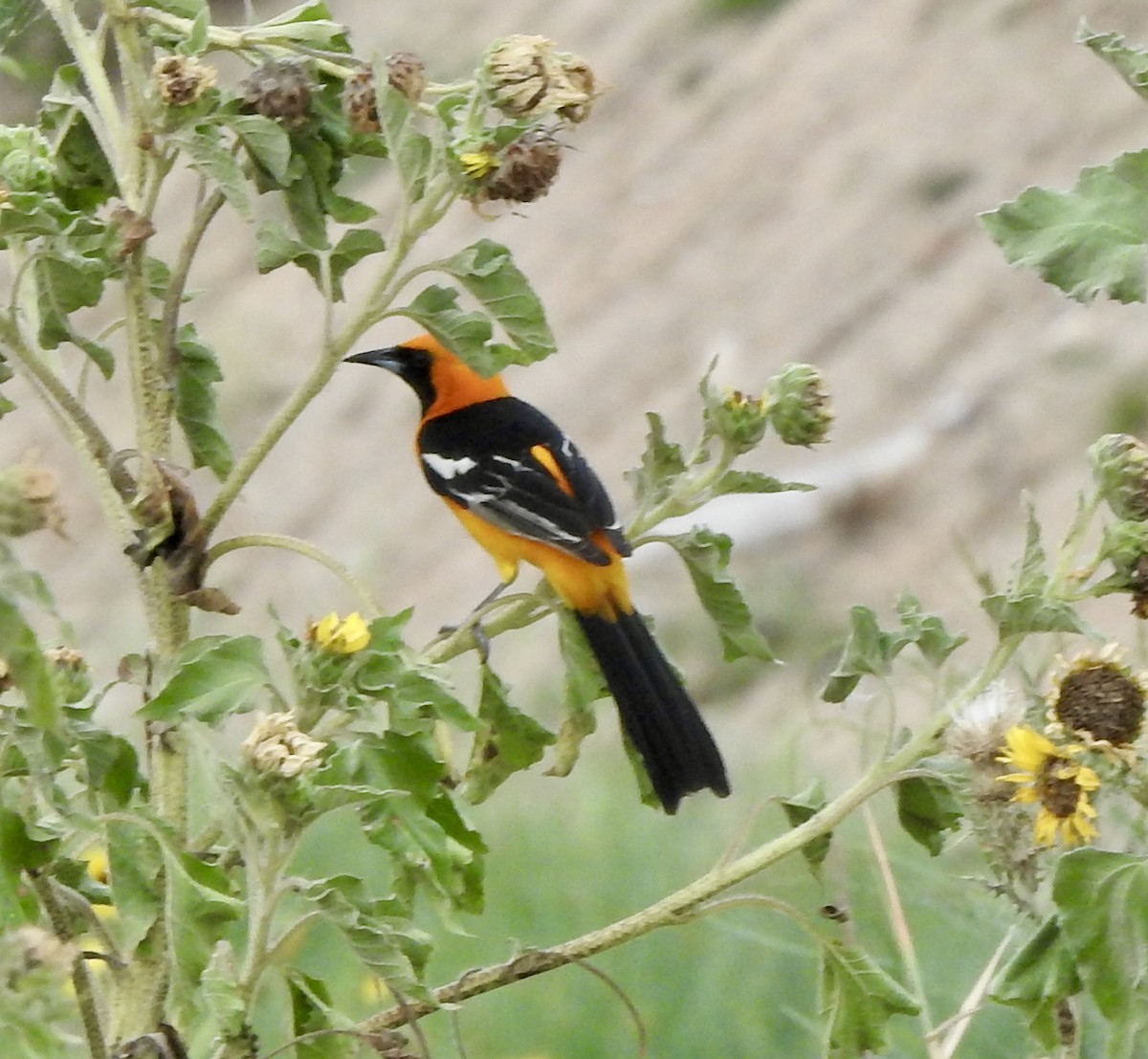 Altamira Oriole - Laura Wilson