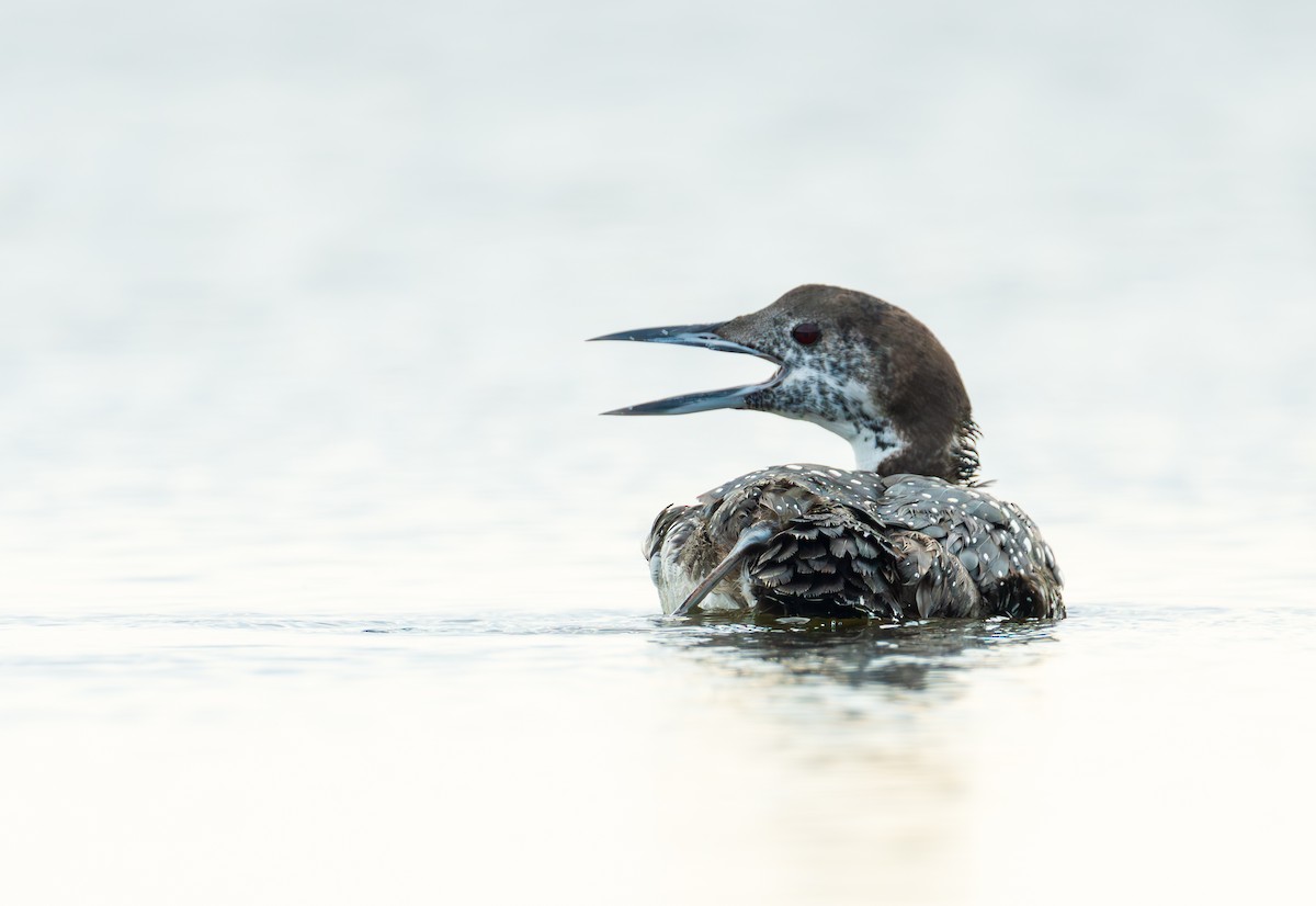 Common Loon - Juan Melli