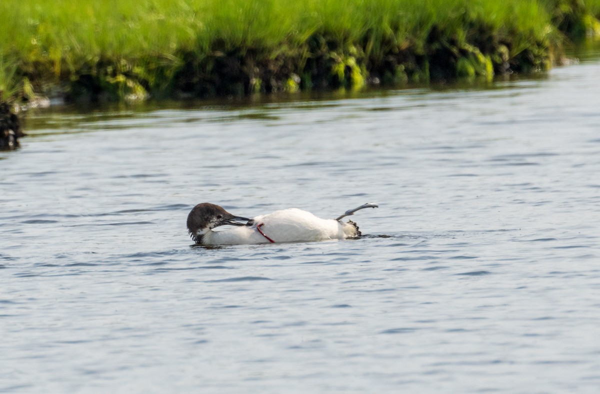 Common Loon - Juan Melli