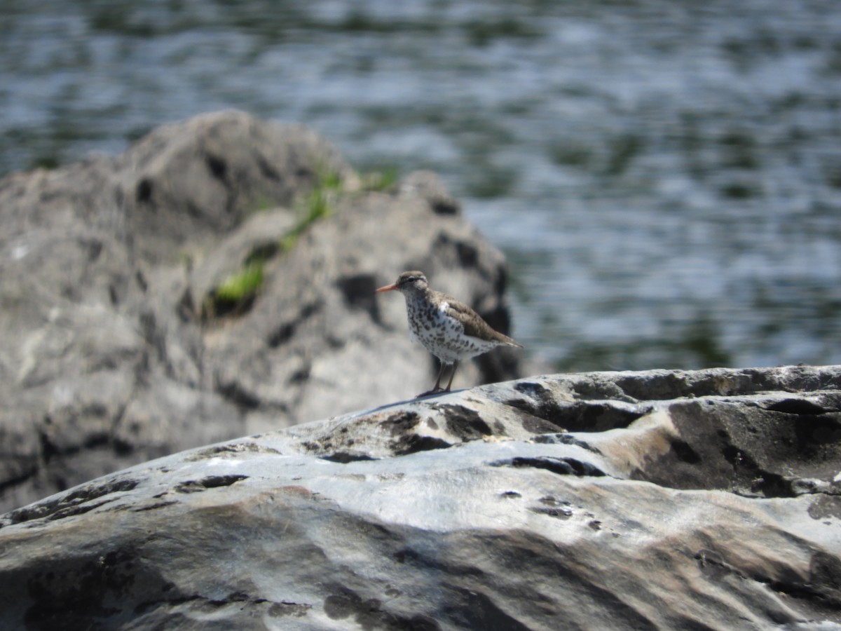 Spotted Sandpiper - Thomas Bürgi