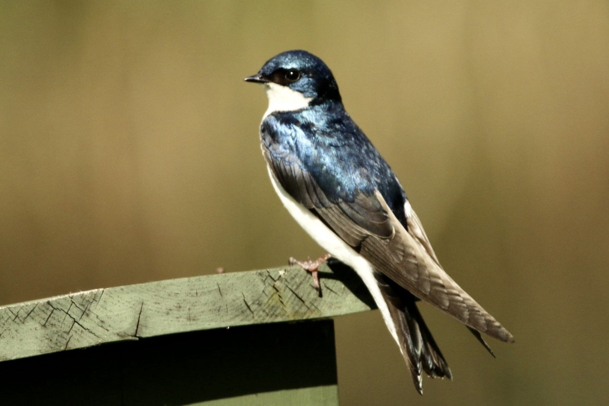 Tree Swallow - ML619594190