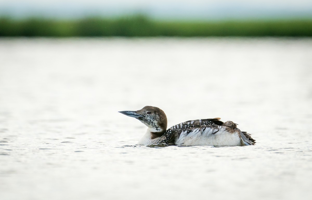 Common Loon - Juan Melli