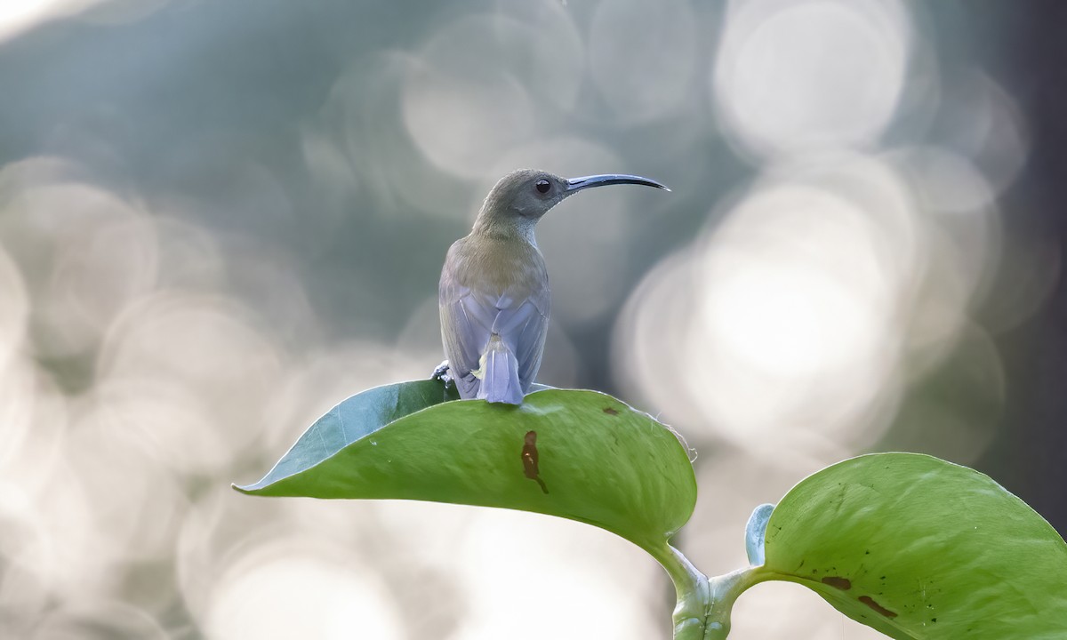 Orange-tufted Spiderhunter - Paul Fenwick