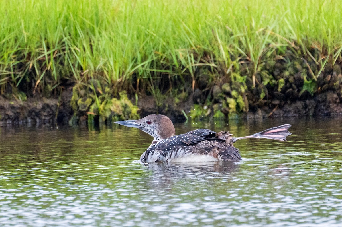 Common Loon - ML619594195