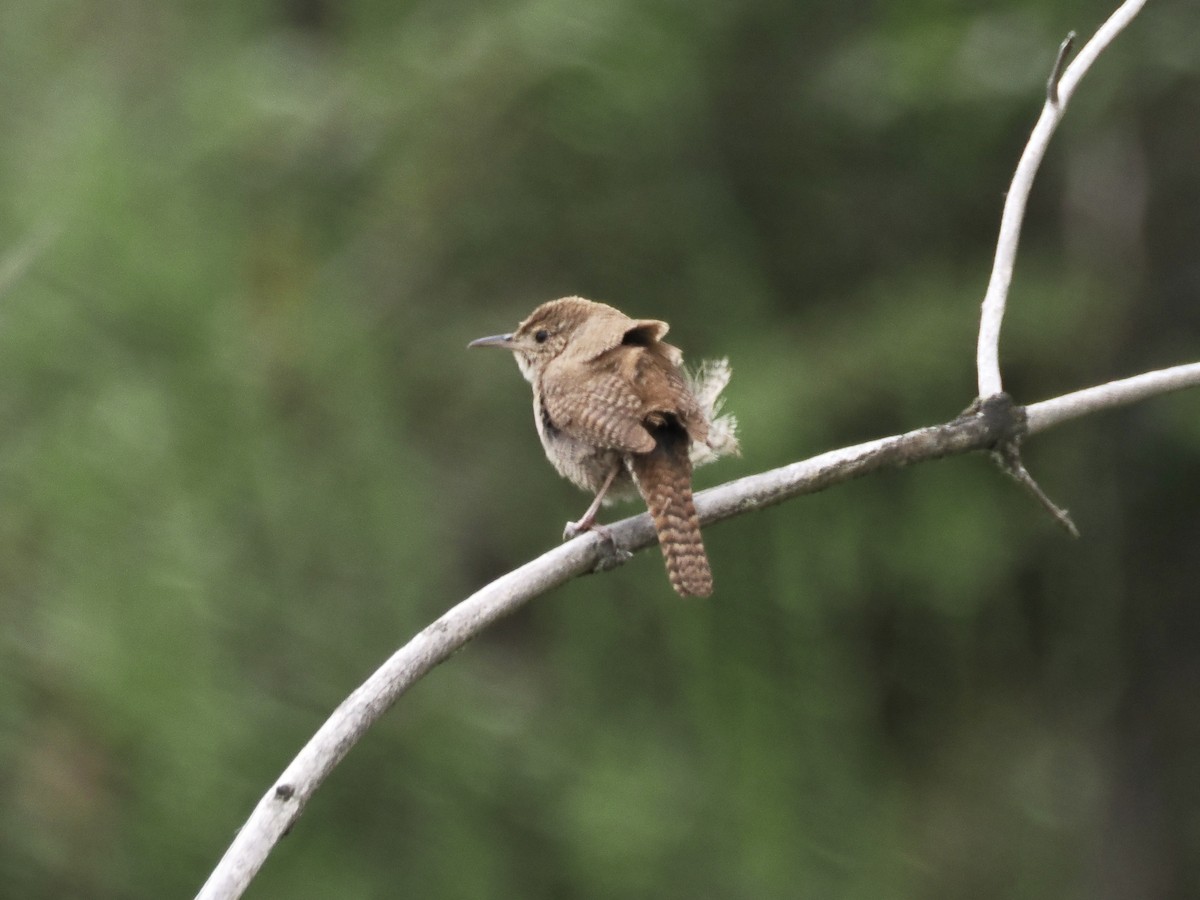 House Wren - Isa Dav