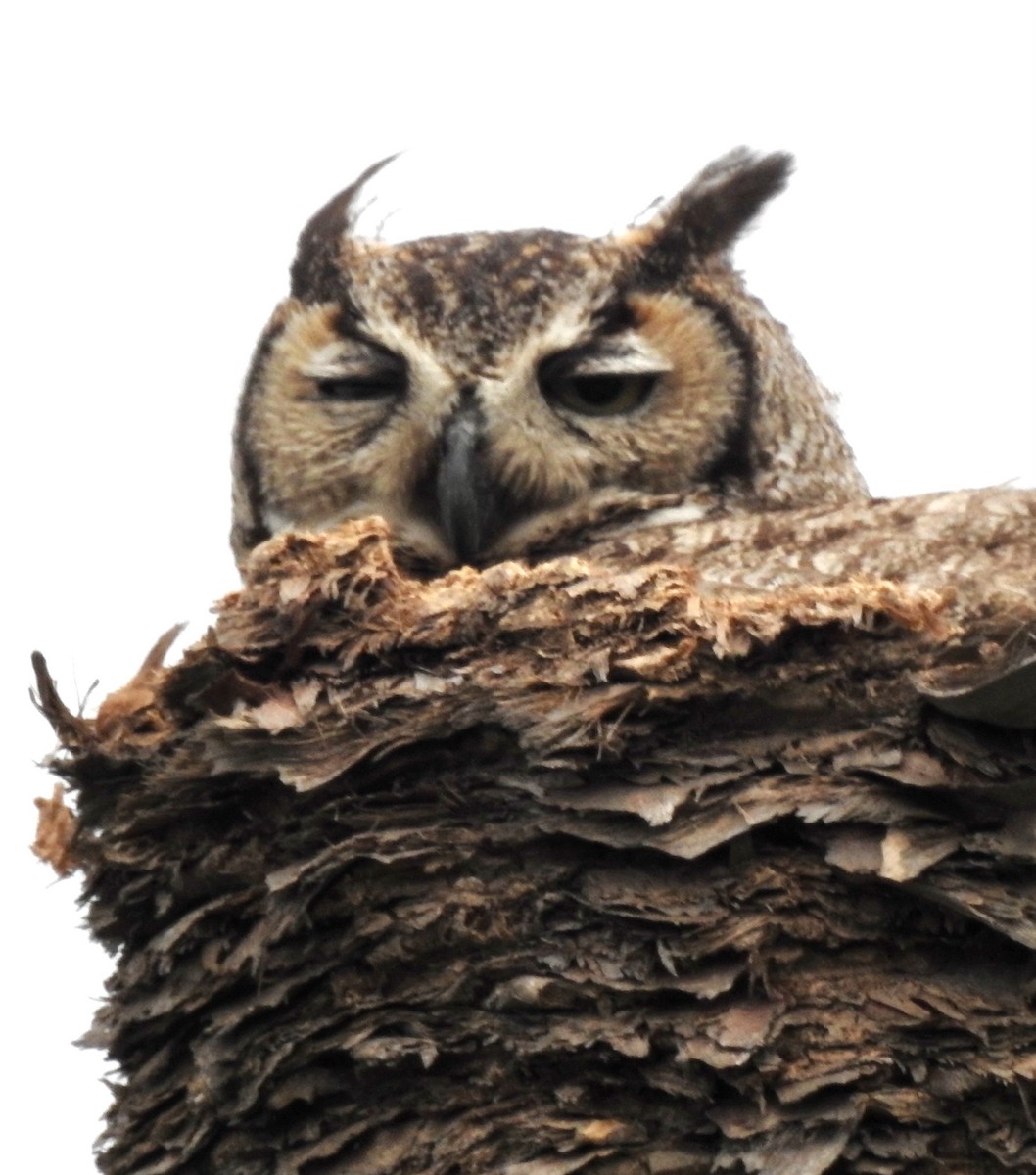 Great Horned Owl - Laura Wilson