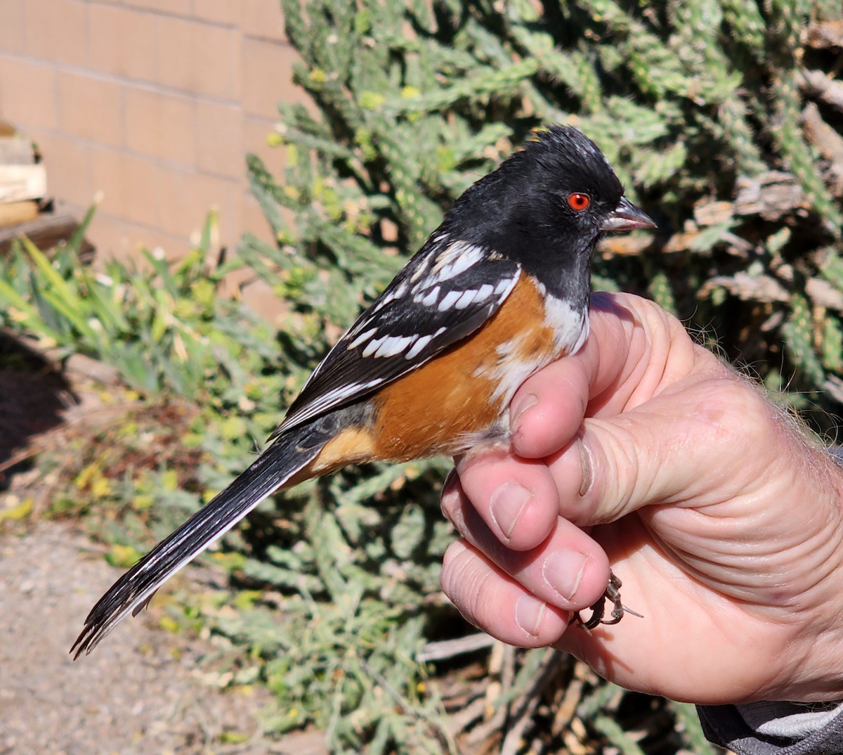 Spotted Towhee - Nancy Cox