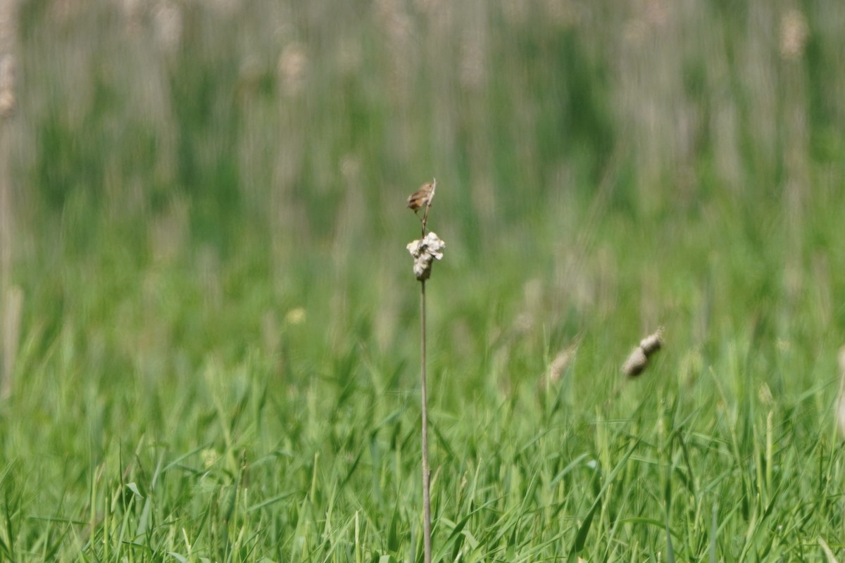 Sedge Wren - Greg Hertler