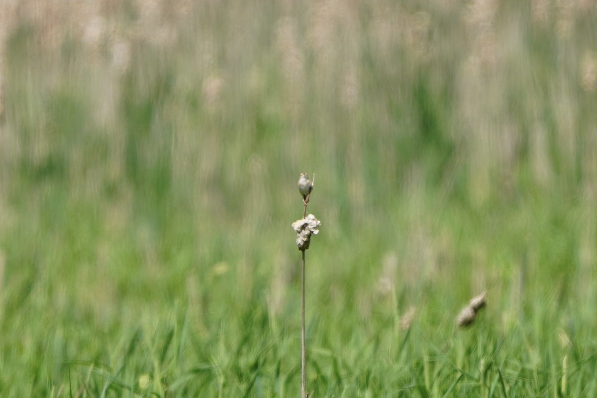 Sedge Wren - Greg Hertler