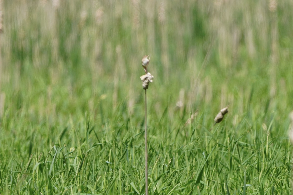 Sedge Wren - Greg Hertler