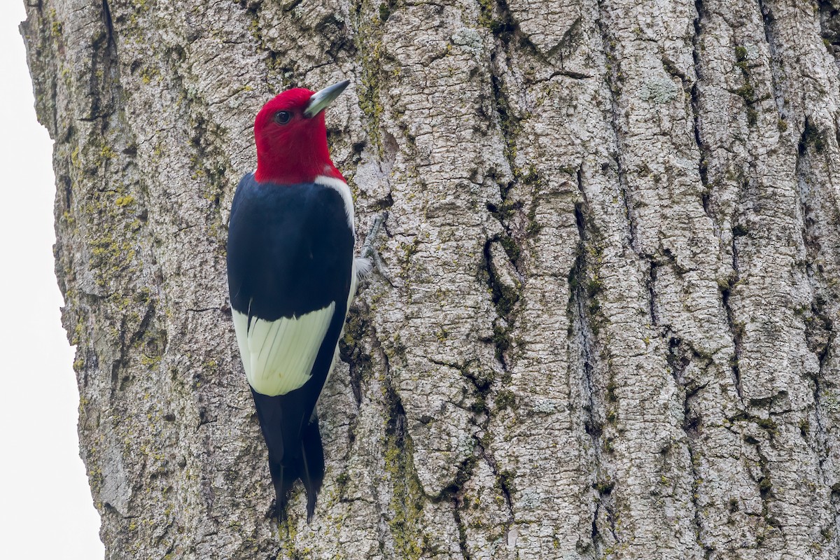 Red-headed Woodpecker - Ric mcarthur