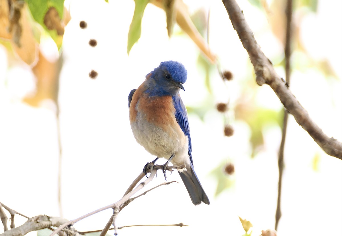 Western Bluebird - Isa Dav